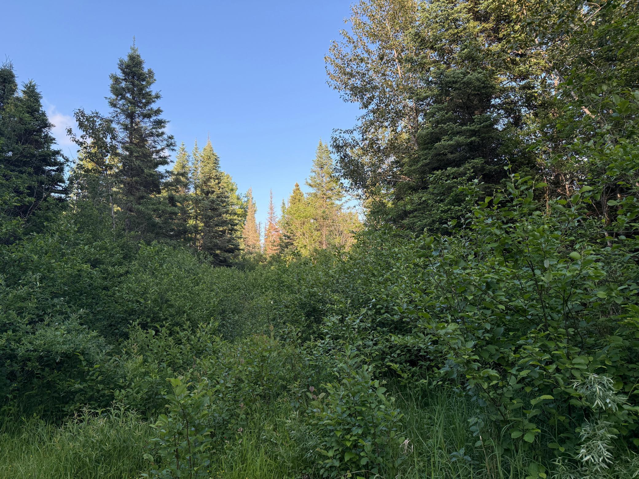 3602 Moose Ridge Road Isabella, MN 55607 - Photo 53 of 66