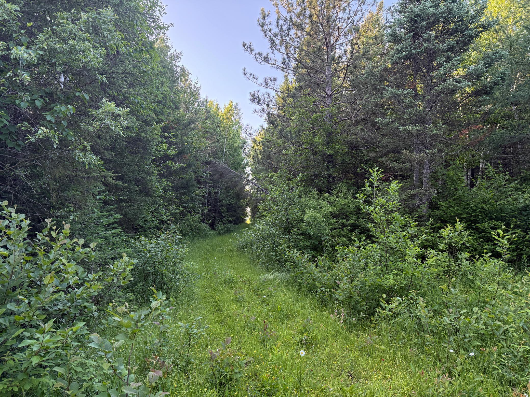 3602 Moose Ridge Road Isabella, MN 55607 - Photo 54 of 66