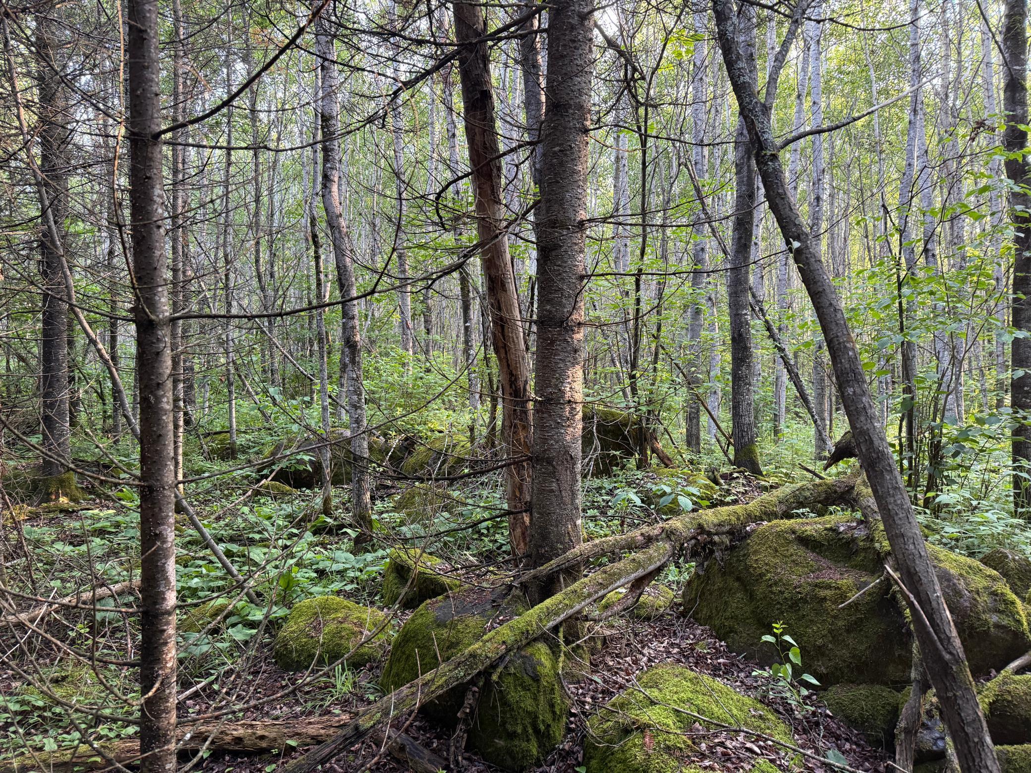 3602 Moose Ridge Road Isabella, MN 55607 - Photo 56 of 66