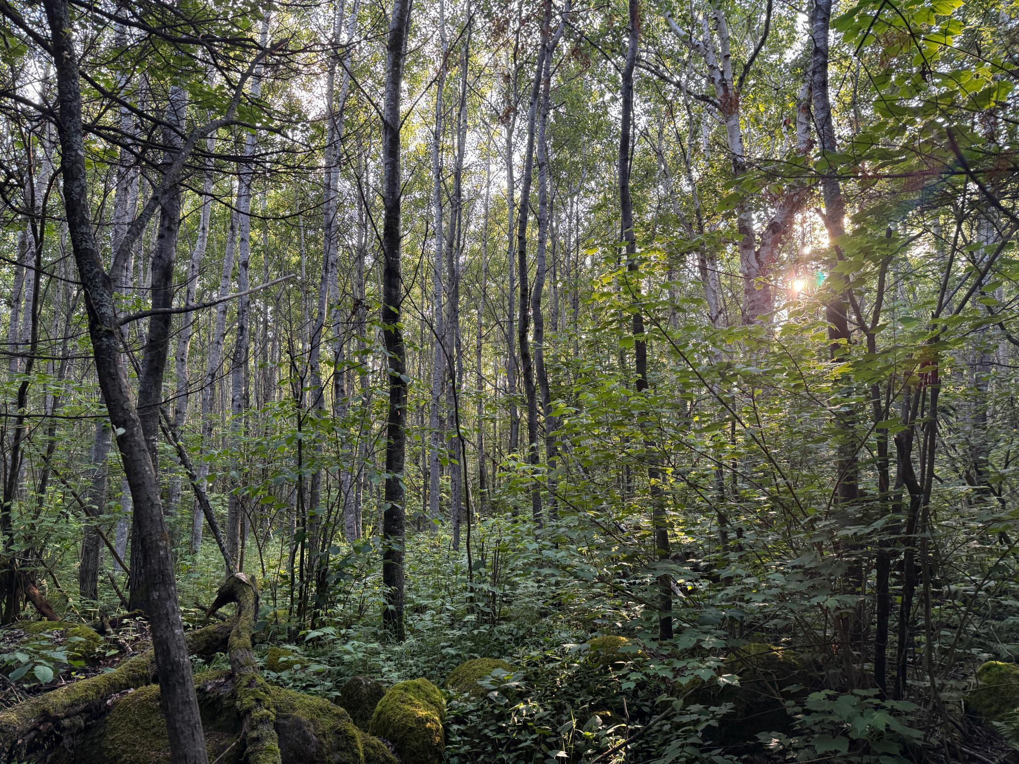 3602 Moose Ridge Road Isabella, MN 55607 - Photo 57 of 66