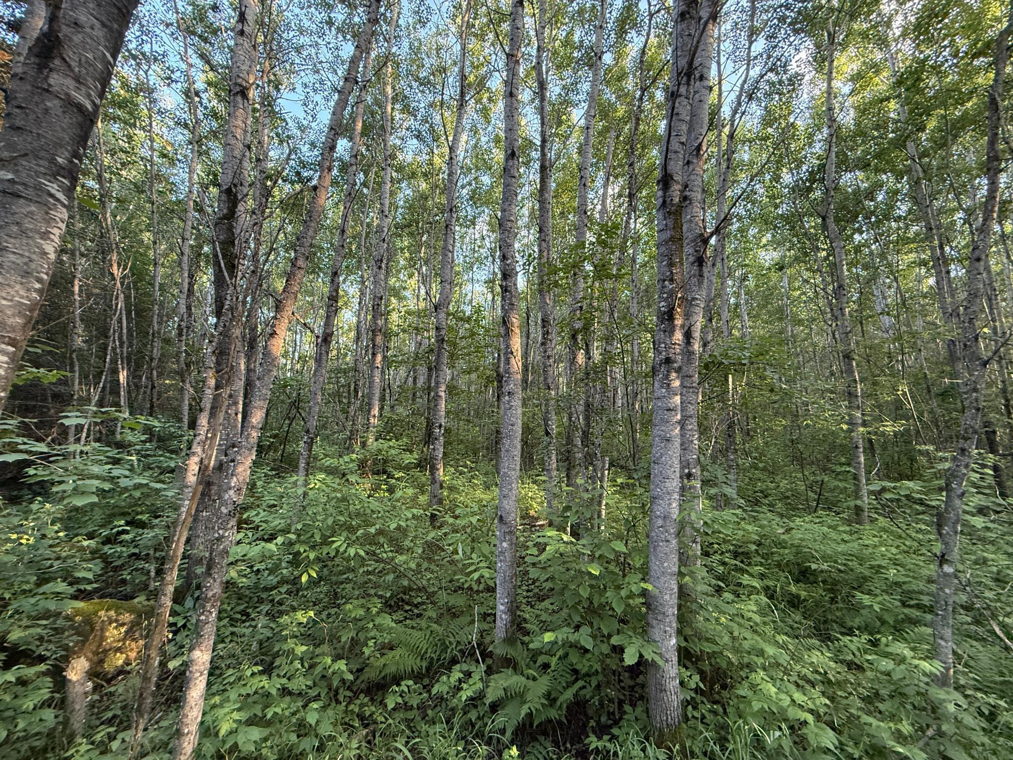 3602 Moose Ridge Road Isabella, MN 55607 - Photo 58 of 66