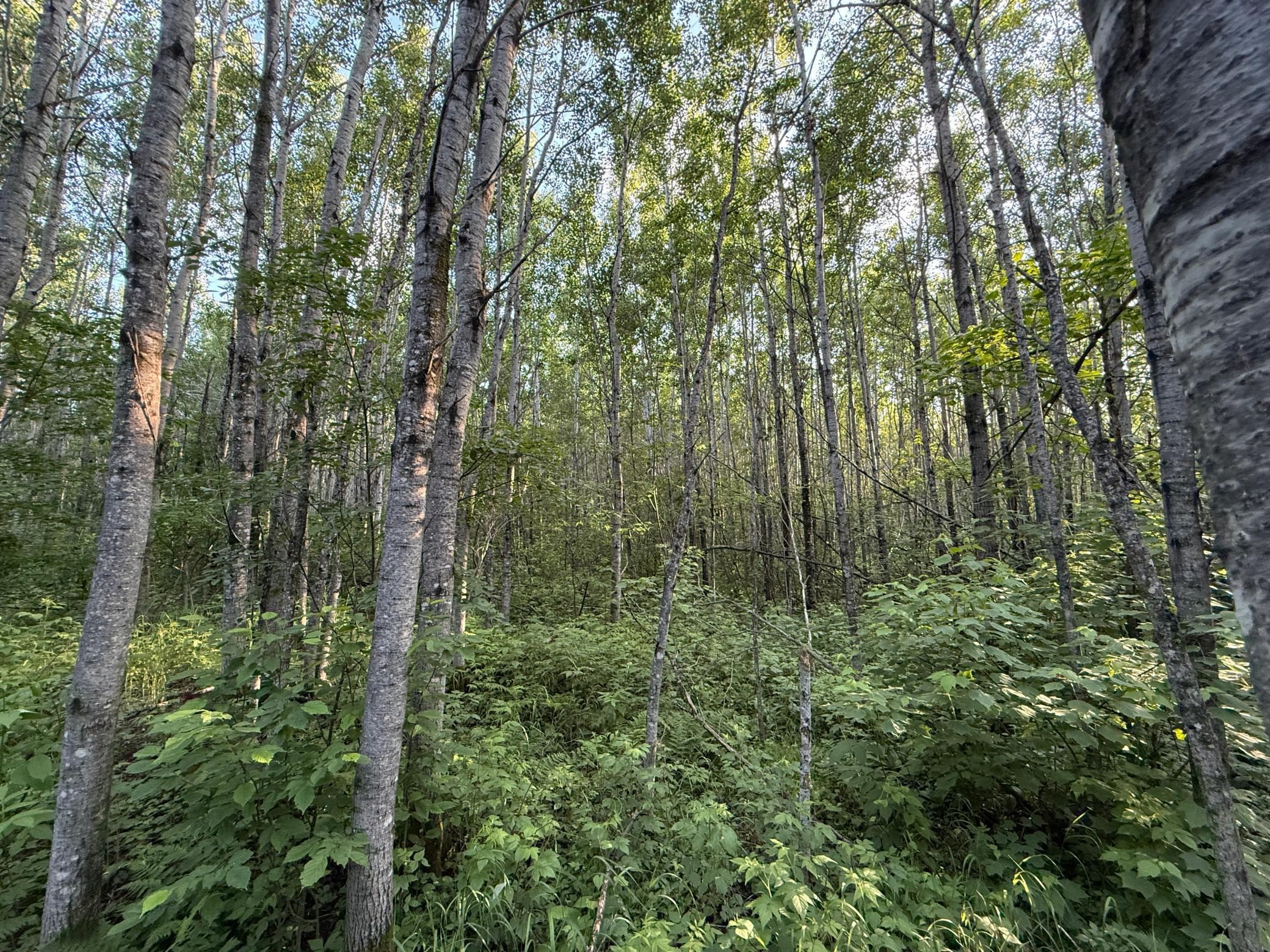 3602 Moose Ridge Road Isabella, MN 55607 - Photo 59 of 66