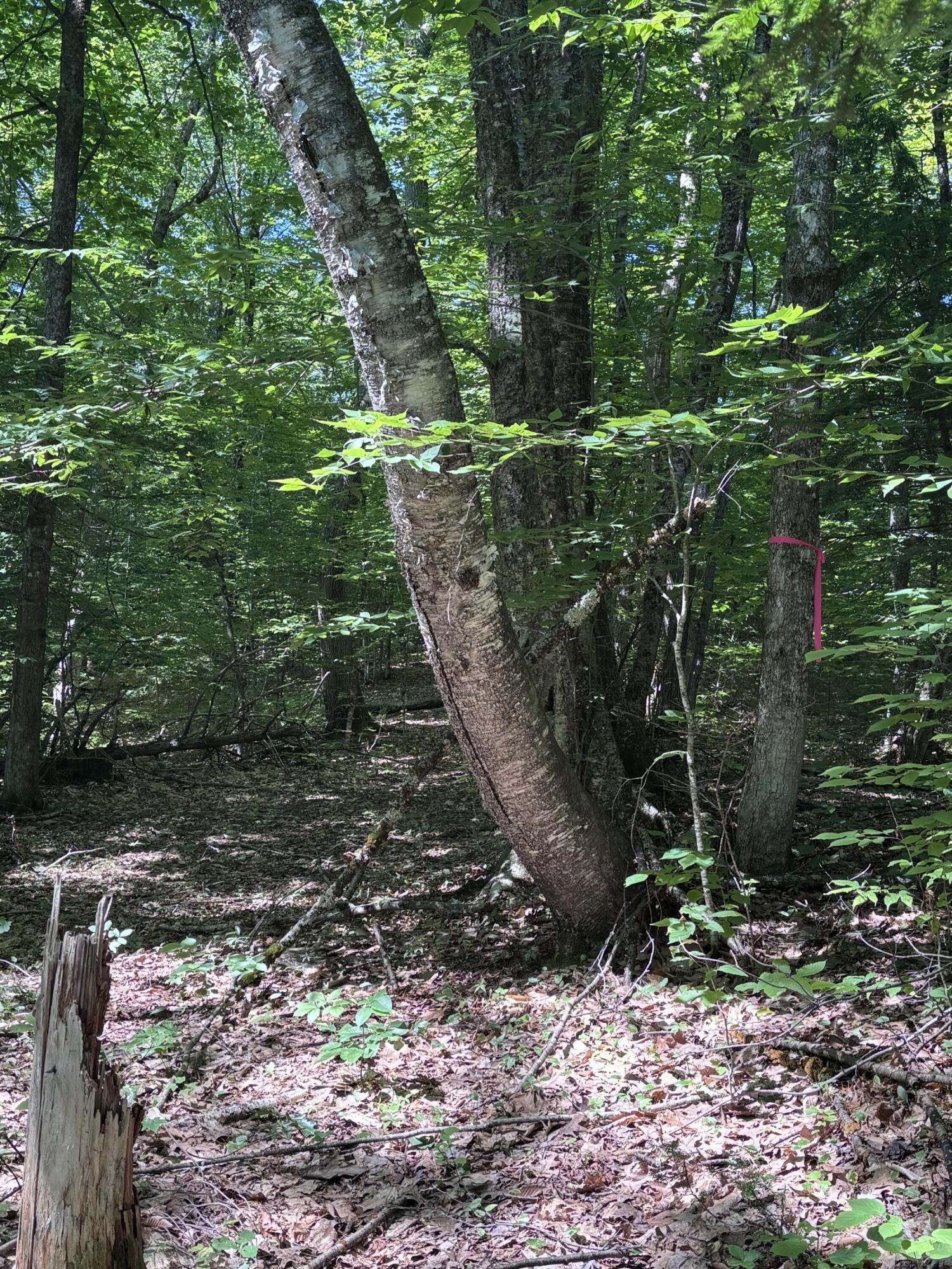 Lot #22 Streaked Mountain Road Buckfield, ME 04220 - Photo 12 of 14 image1 (1)