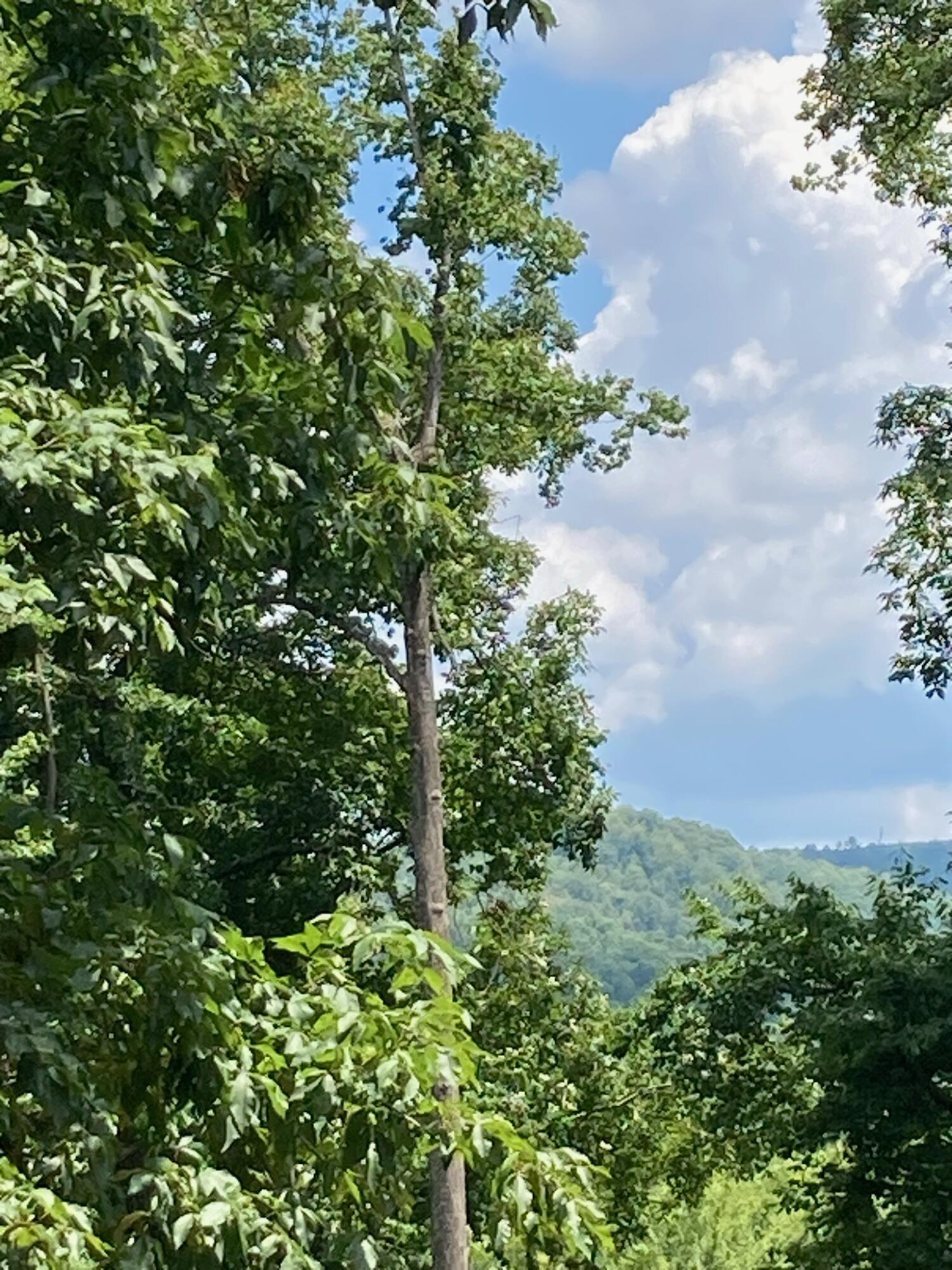 0 Ridgefield LN View1
