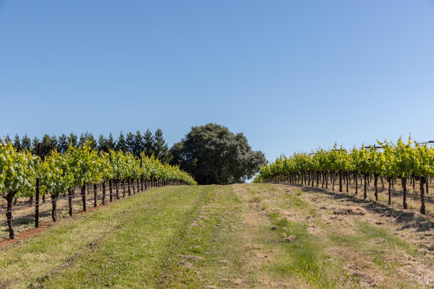 14640 Morelli Lane Sebastopol, CA 95472 - Photo 13 of 60