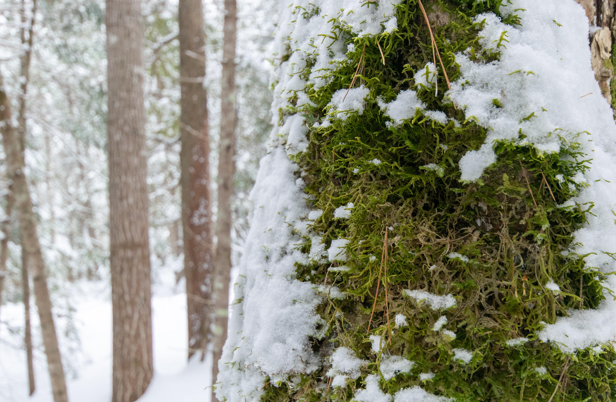 Lot 2-3 Millet Mallet Road Lincoln, ME 04457 - Photo 5 of 12 DSC_0029