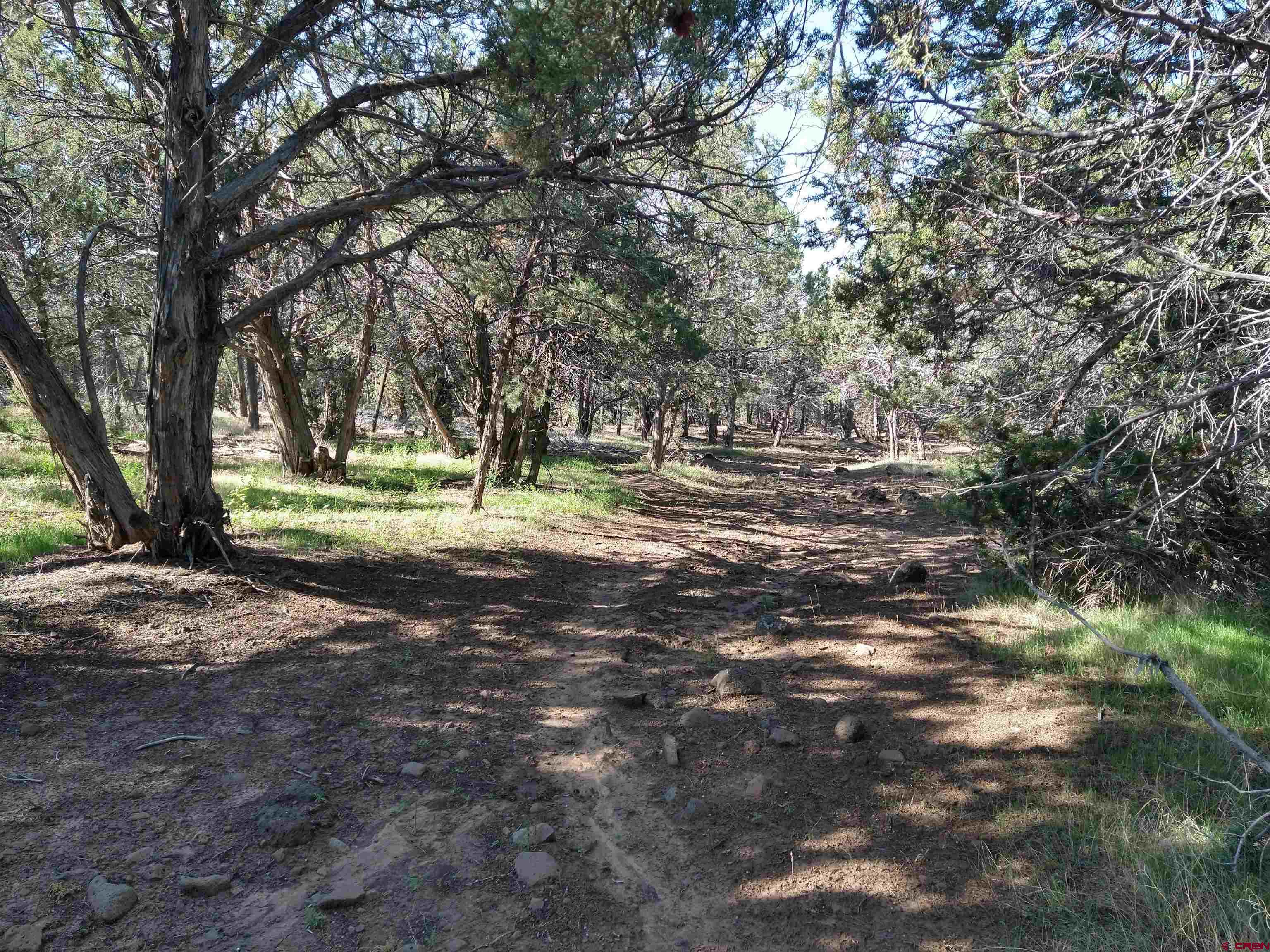 20122 2375th Road Cedaredge, CO 81413 - Photo 11 of 26 a view of a yard with large trees