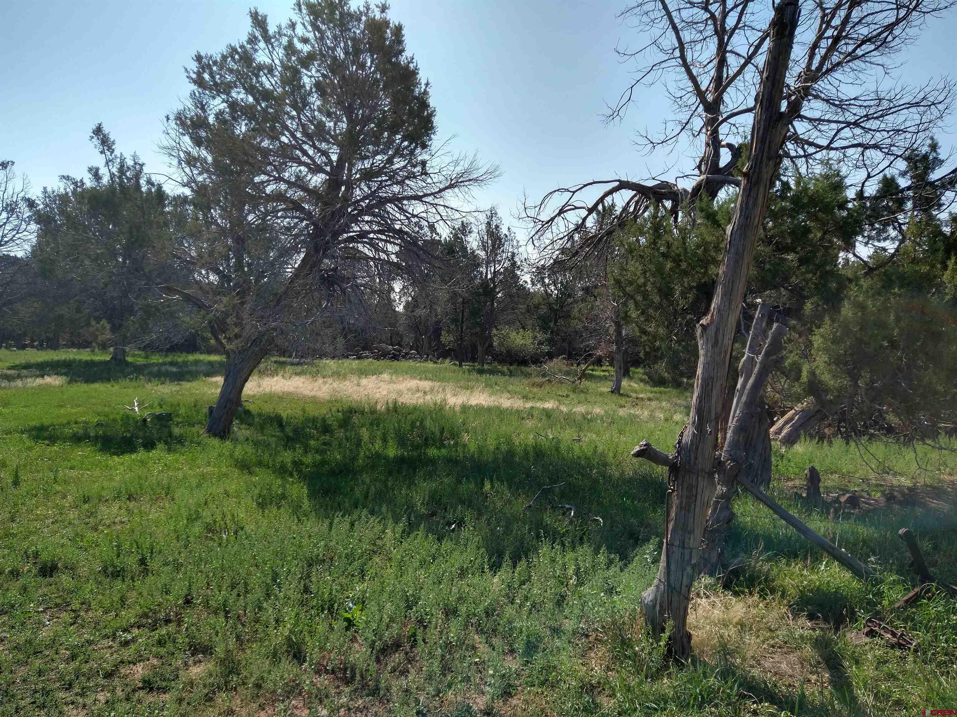 20122 2375th Road Cedaredge, CO 81413 - Photo 14 of 26 a big yard with lots of green space and fountain