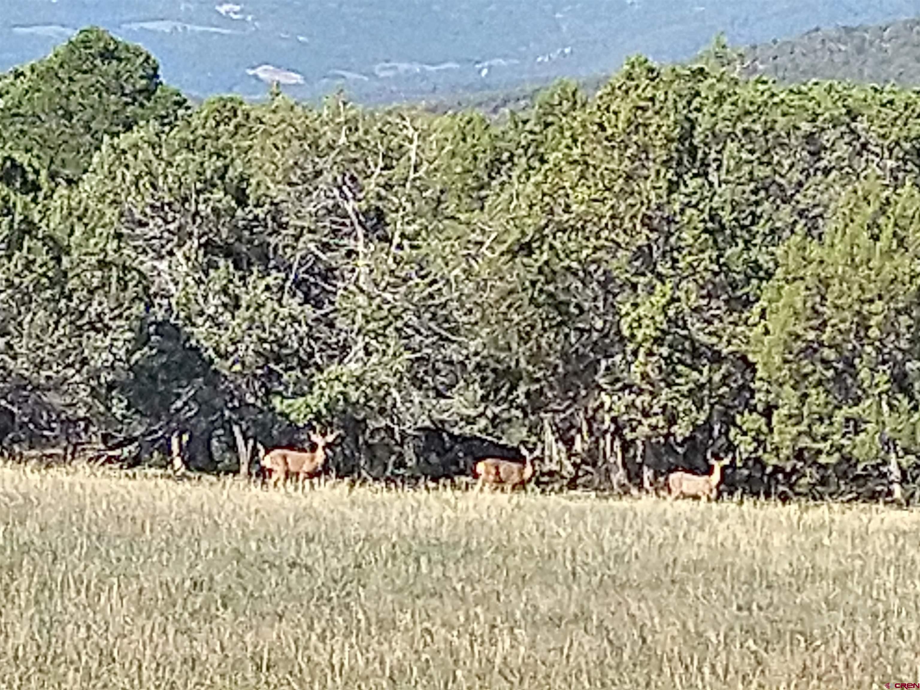 20122 2375th Road Cedaredge, CO 81413 - Photo 22 of 26 a view of a yard