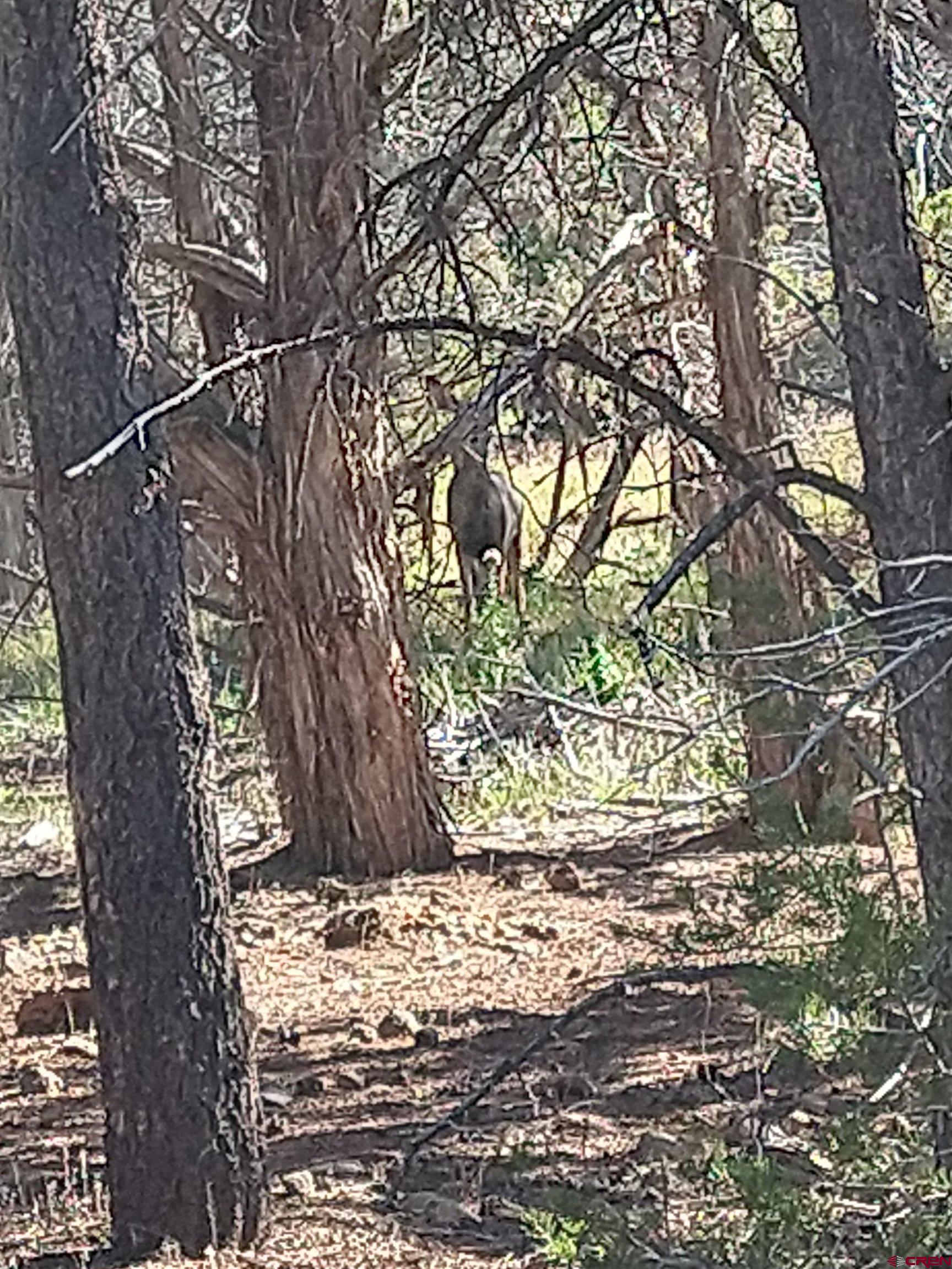 20122 2375th Road Cedaredge, CO 81413 - Photo 23 of 26 a view of a yard with large tree