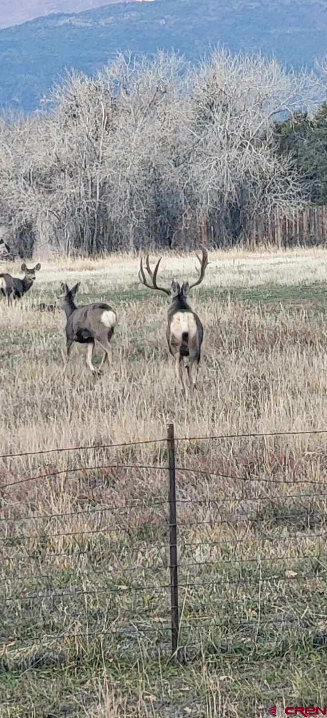 20122 2375th Road Cedaredge, CO 81413 - Photo 3 of 26 a view of a dry yard with trees