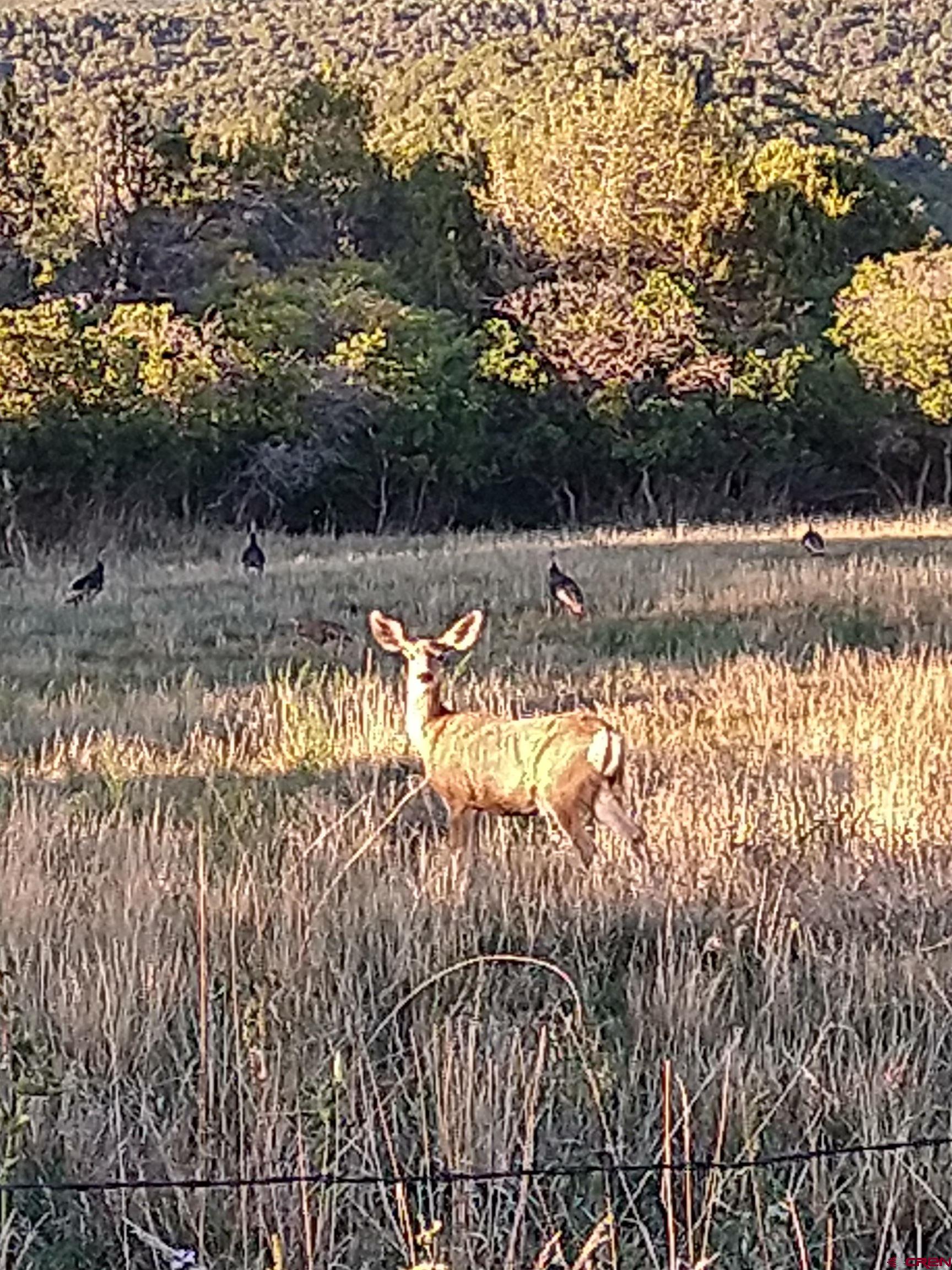 20122 2375th Road Cedaredge, CO 81413 - Photo 10 of 26 a view of swimming pool with wooden floor