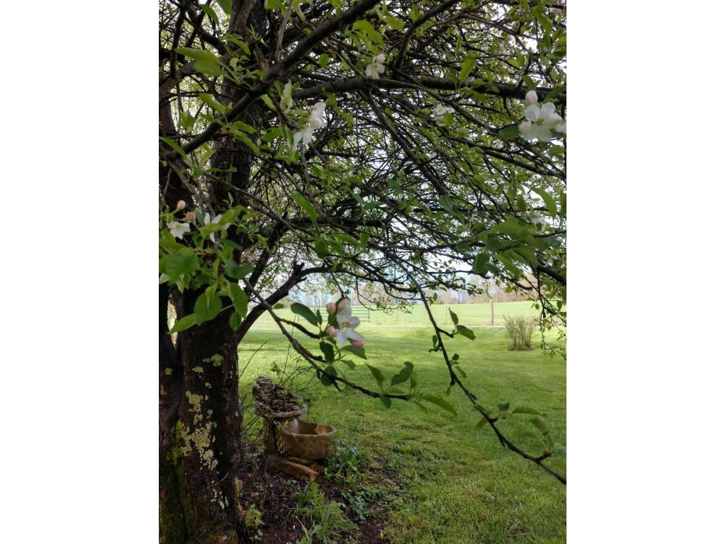 376 Brickyard Branch Road Shady Valley, TN 37688 - Photo 38 of 41 20191109085826132010000000-o
