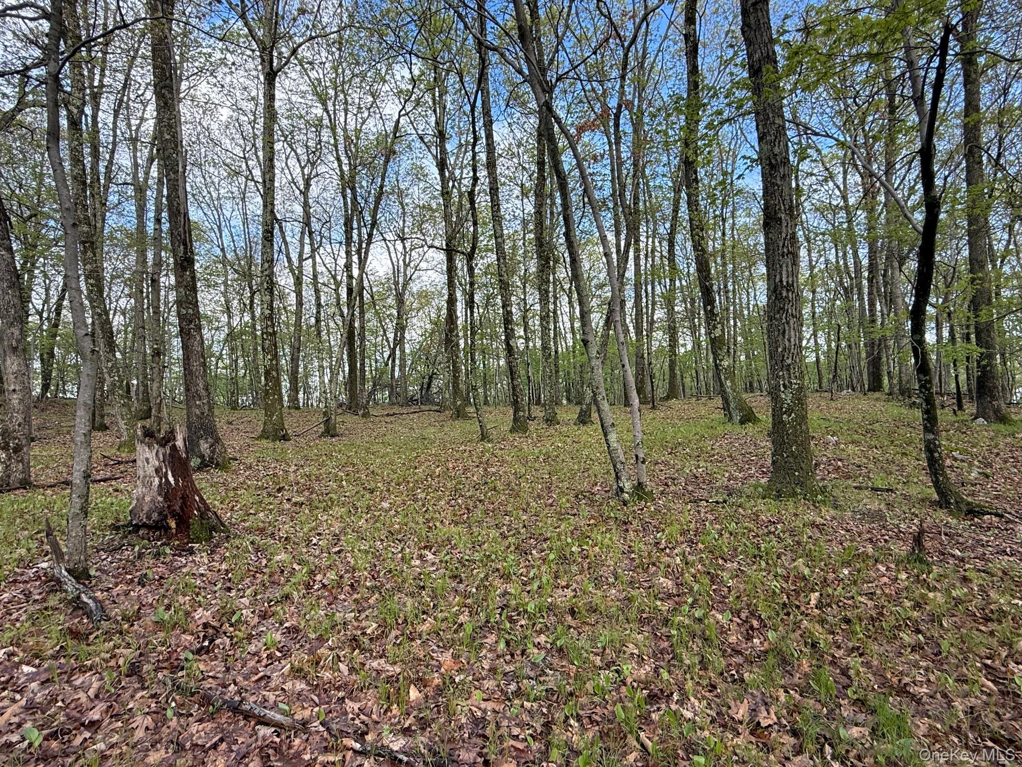 Skunks Misery Road Millerton, NY 12546 - Photo 11 of 23 a view of outdoor space with trees