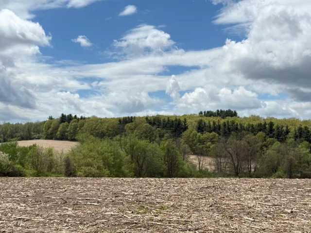a view of a bunch of trees in a field