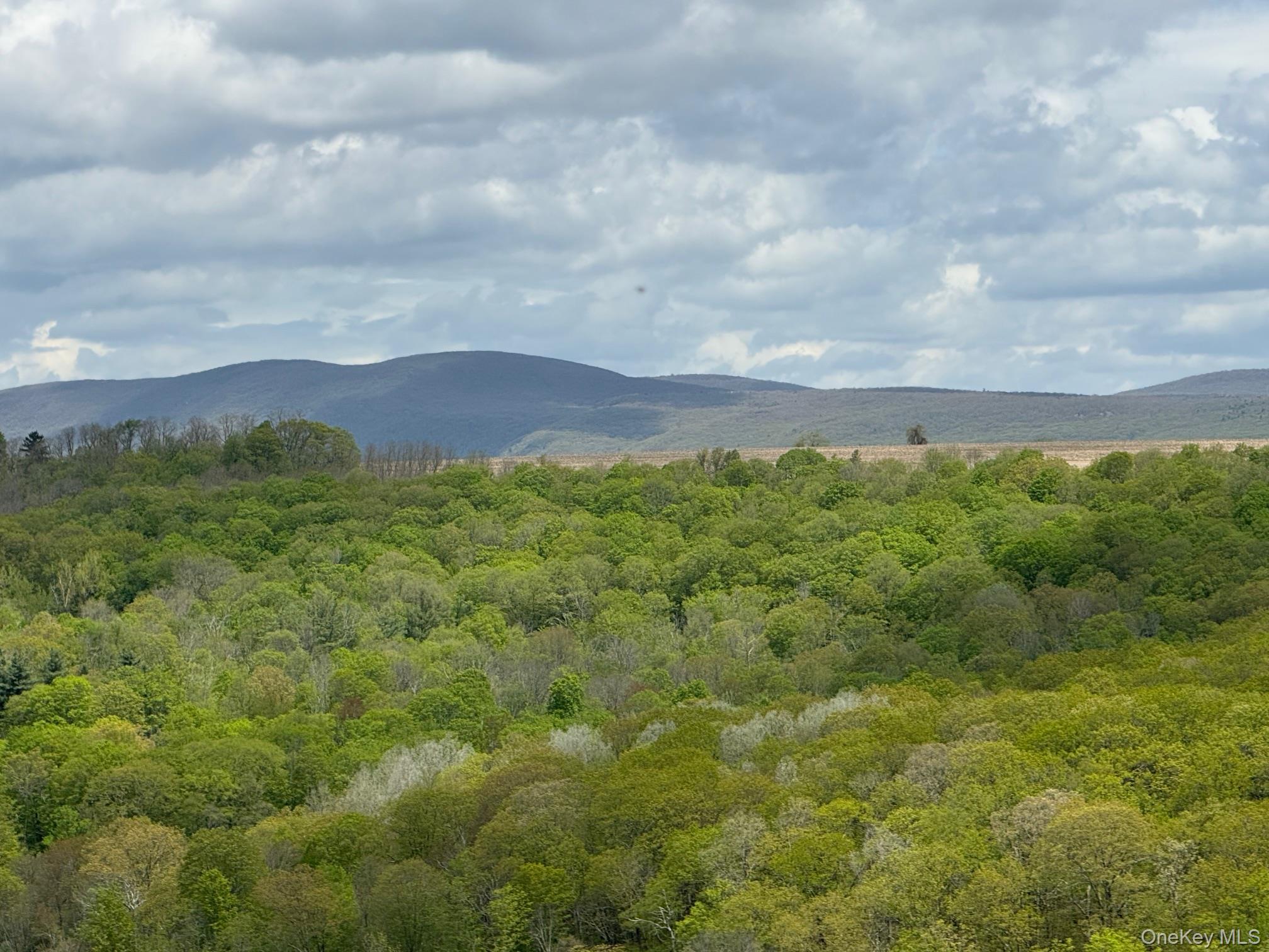 Skunks Misery Road Millerton, NY 12546 - Photo 3 of 23 a view of a lush green forest with lots of trees