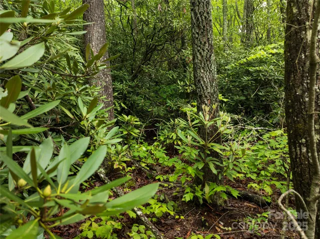 a view of a park with plants and trees
