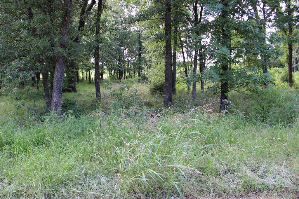 116 Lakeview Trail Mabank, TX 75147 - Photo 5 of 13 Forested acreage featuring mature trees and natural vegetation