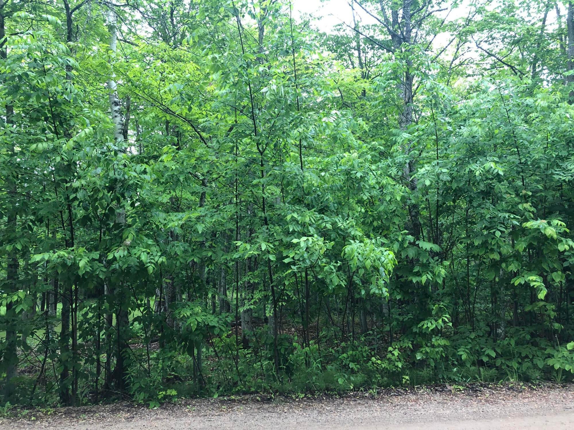 Long Point Road Germfask, MI 49836 - Photo 10 of 19 Gallery Image 10