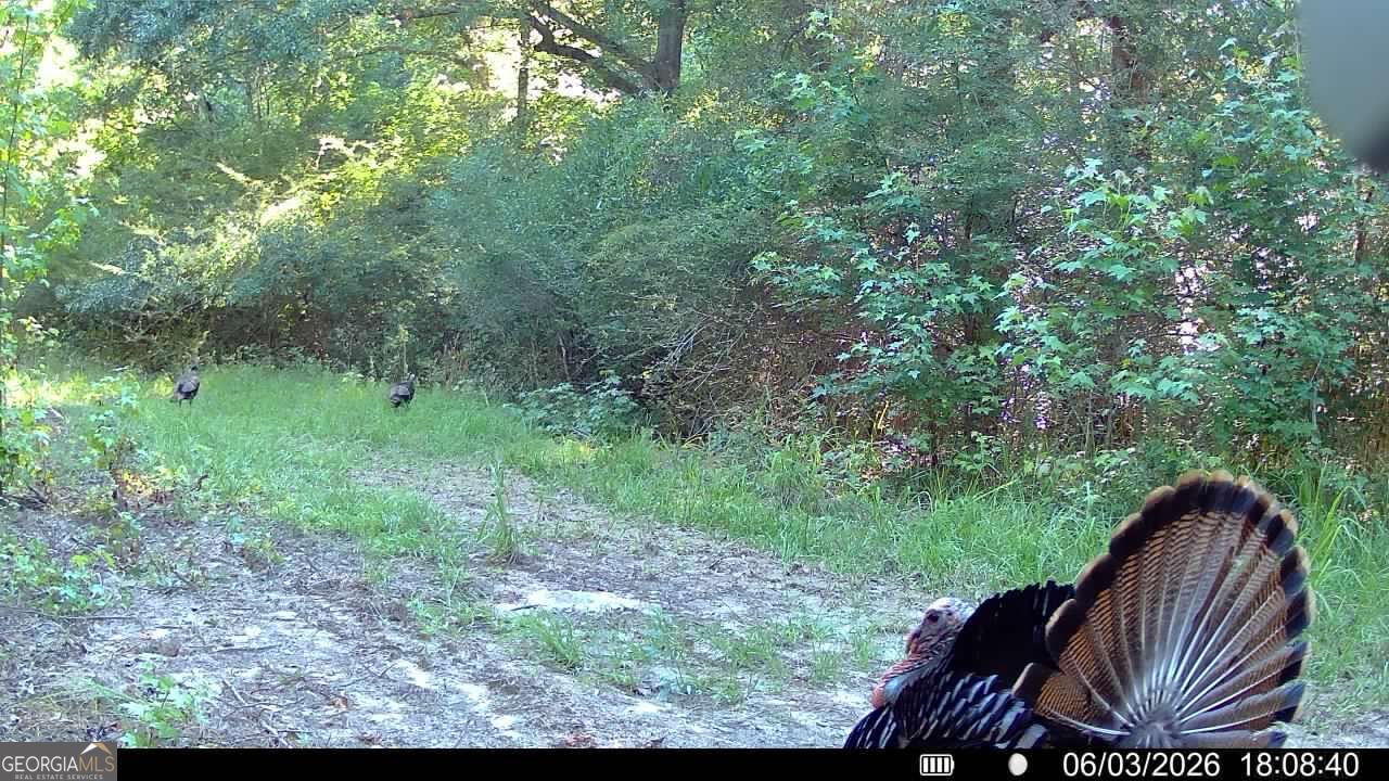 0 Barentine Road Rochelle, GA 31079 - Photo 13 of 38 Gallery Image 13