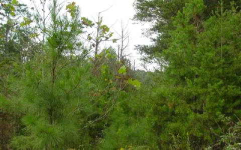 Lot 8 Simpson Hill Road Ellijay, GA 30536 - Photo 1 of 1 Main View