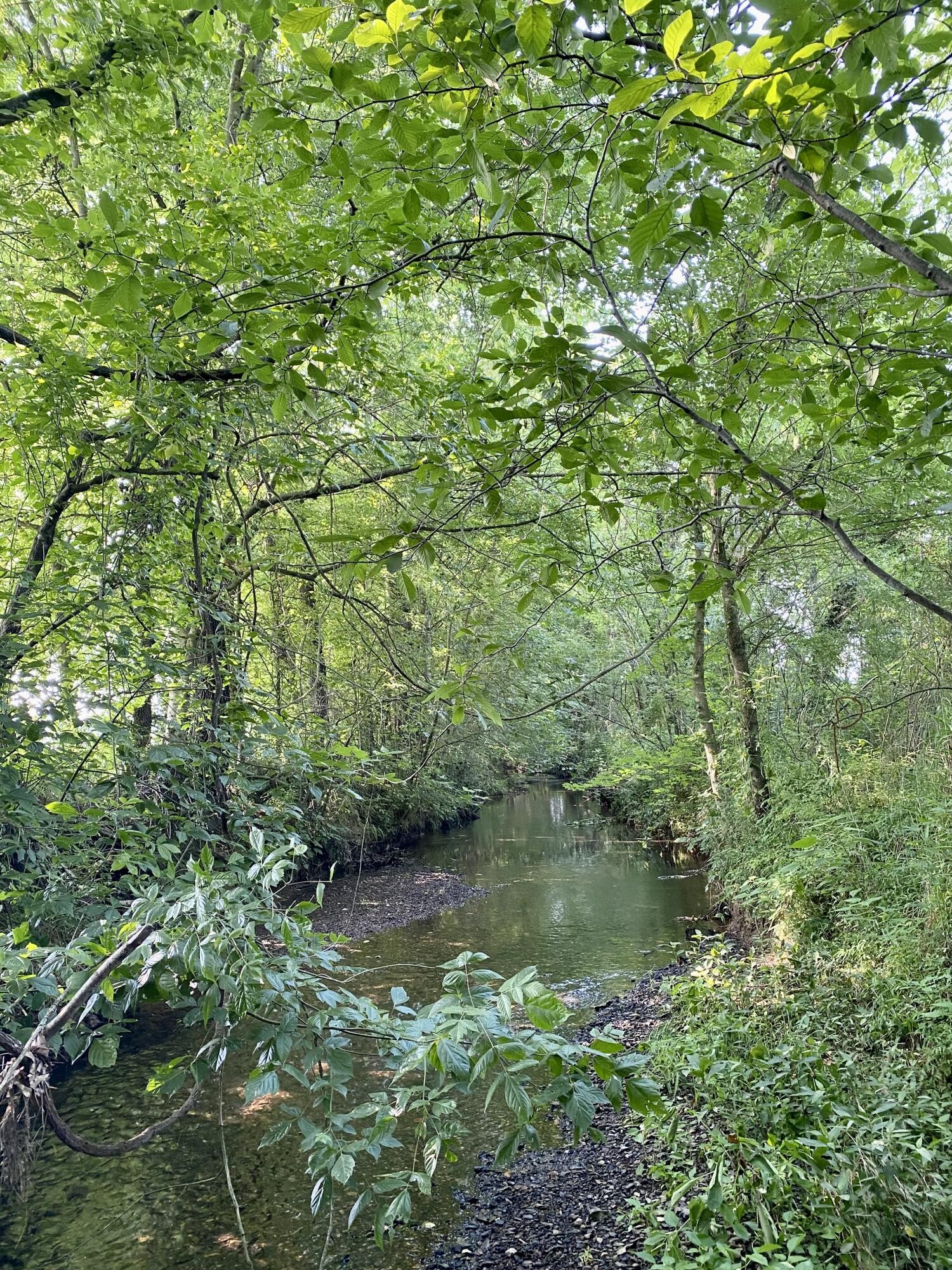1724 Southeast Hunt Road Cleveland, TN 37323 - Photo 24 of 28 a view of a lake with a tree