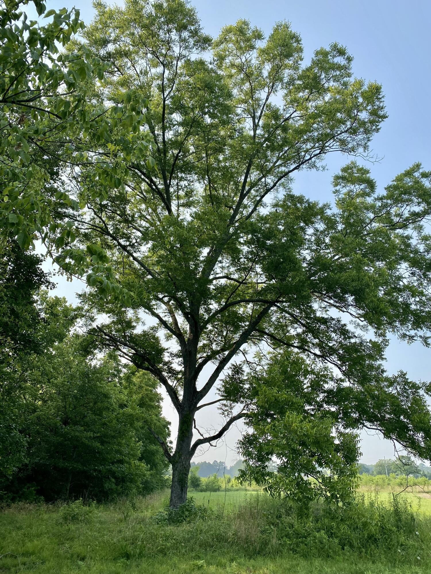 1724 Southeast Hunt Road Cleveland, TN 37323 - Photo 25 of 28 a view of tree