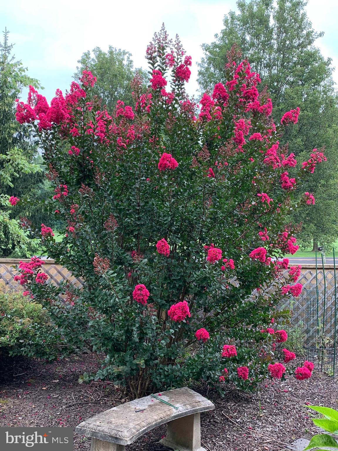 4358 Bergstrom Road Doylestown, PA 18902 - Photo 39 of 39 Pop of color w/ Crepe Myrtle