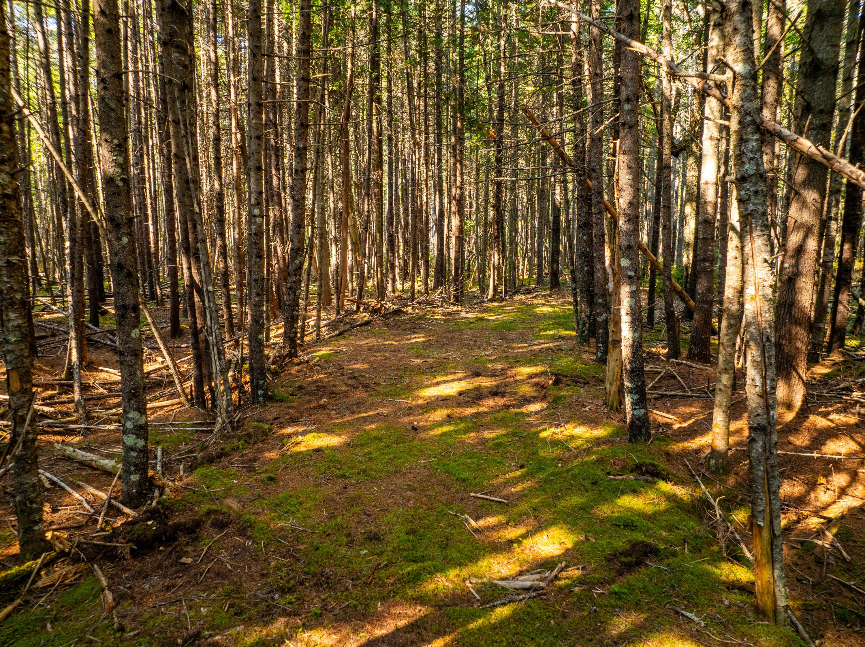 M57-l20 Paul Bunyan Road Corea, ME 04624 - Photo 20 of 25 Drive