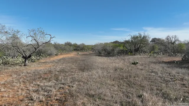 a view of a dry yard with trees