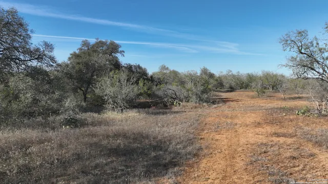 a view of a dry yard with trees