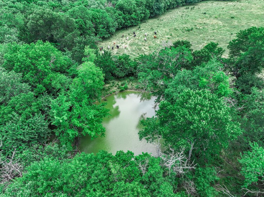2190 County Road 2190 Commerce, TX 75428 - Photo 4 of 35 a view of a lush green forest with lots of trees