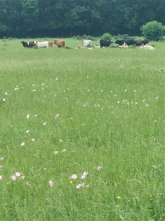 2190 County Road 2190 Commerce, TX 75428 - Photo 6 of 35 a backyard of a house with lots of green space