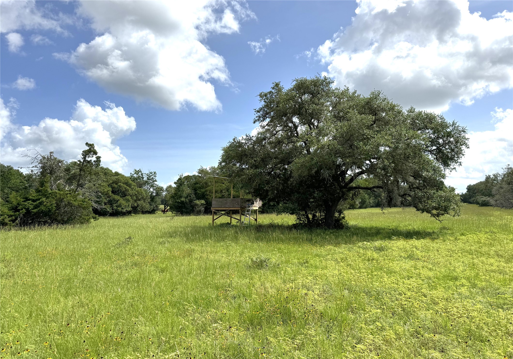 1435 Shaws Bend Road Columbus, TX 78934 - Photo 30 of 36