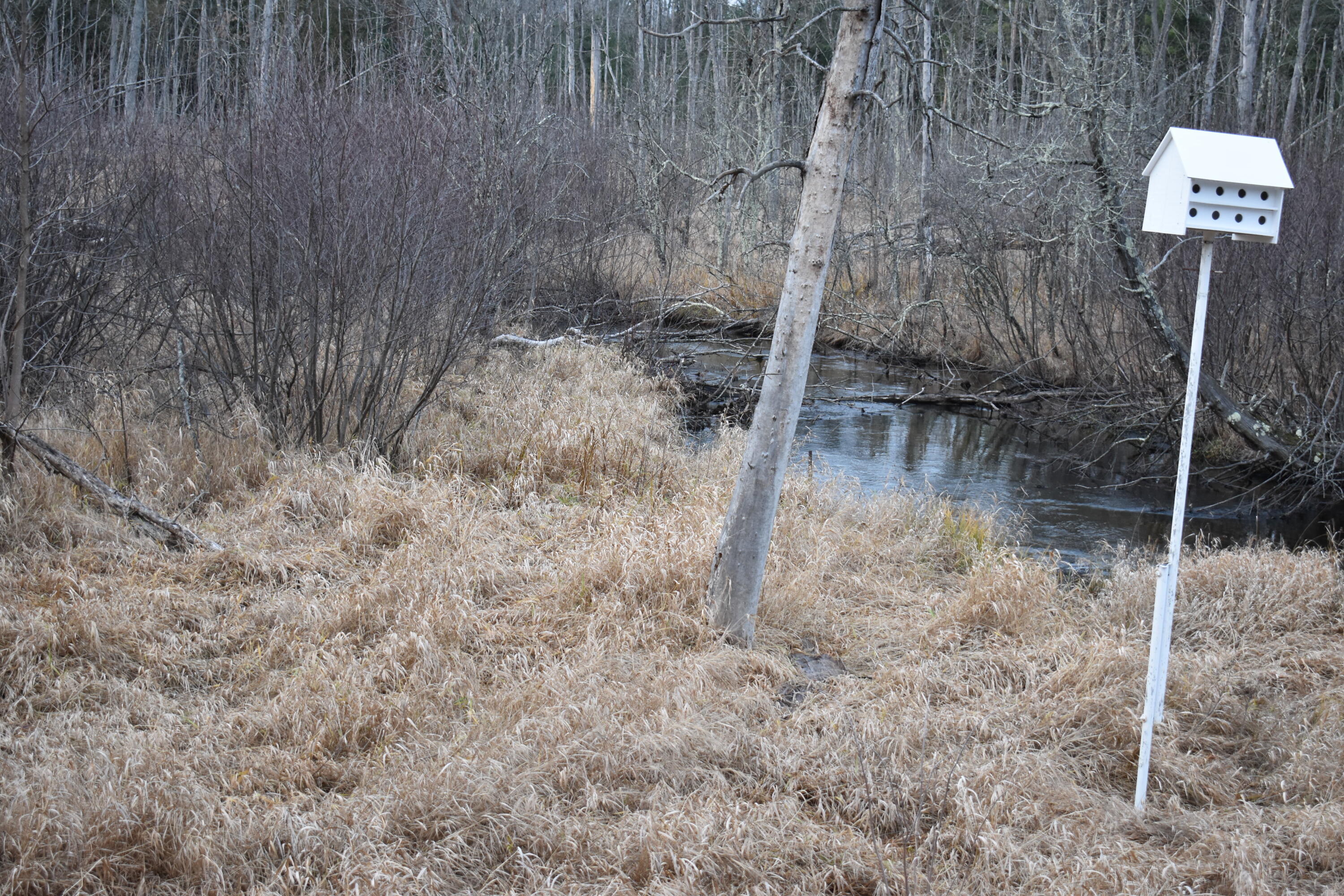 646 3 Mile Road Luther, MI 49656 - Photo 3 of 8 DSC_0742