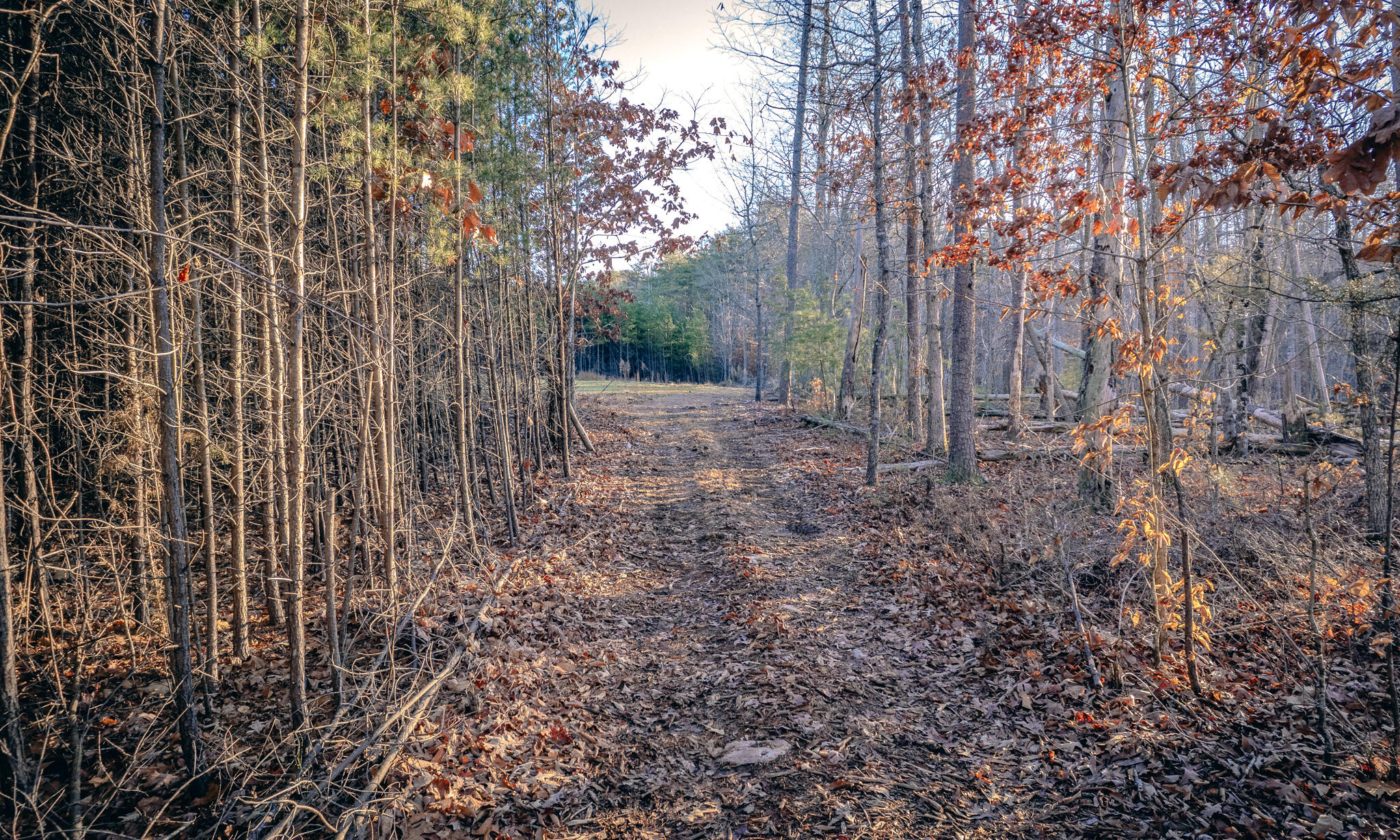 1485 Pine Ridge Road Huddleston, VA 24104 - Photo 26 of 52 a view of a yard with large trees