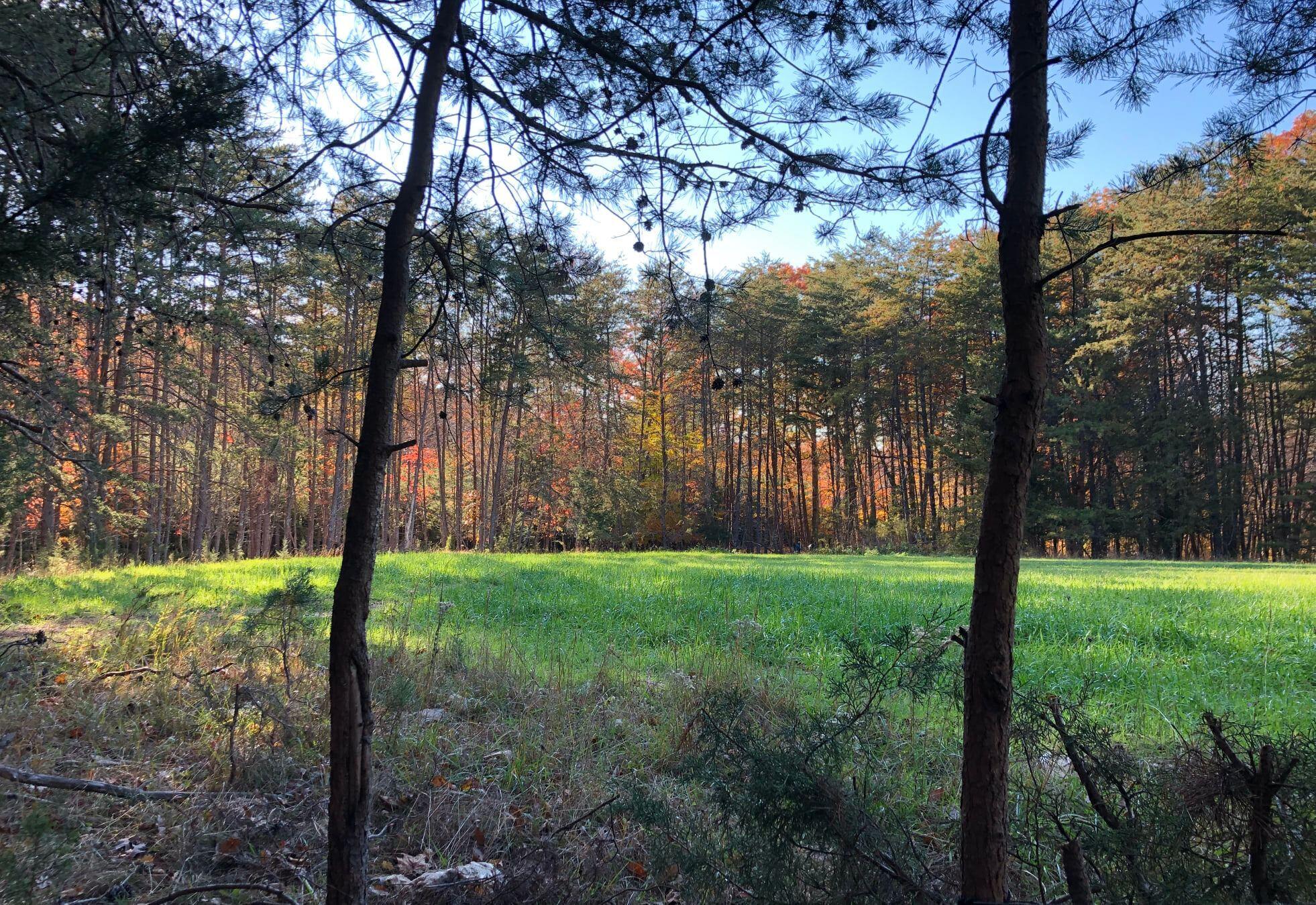 1485 Pine Ridge Road Huddleston, VA 24104 - Photo 27 of 52 a view of a yard with large trees