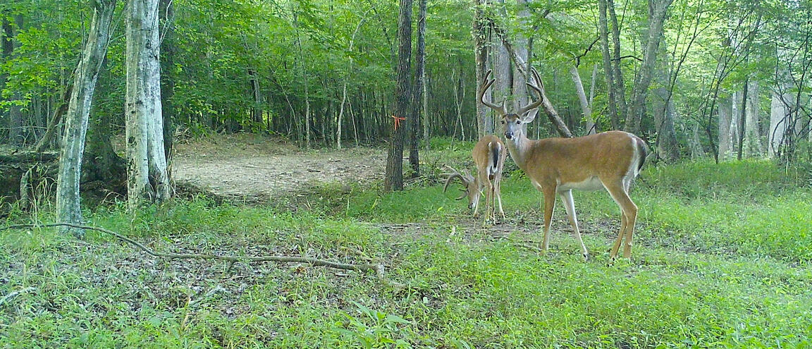 1485 Pine Ridge Road Huddleston, VA 24104 - Photo 29 of 52