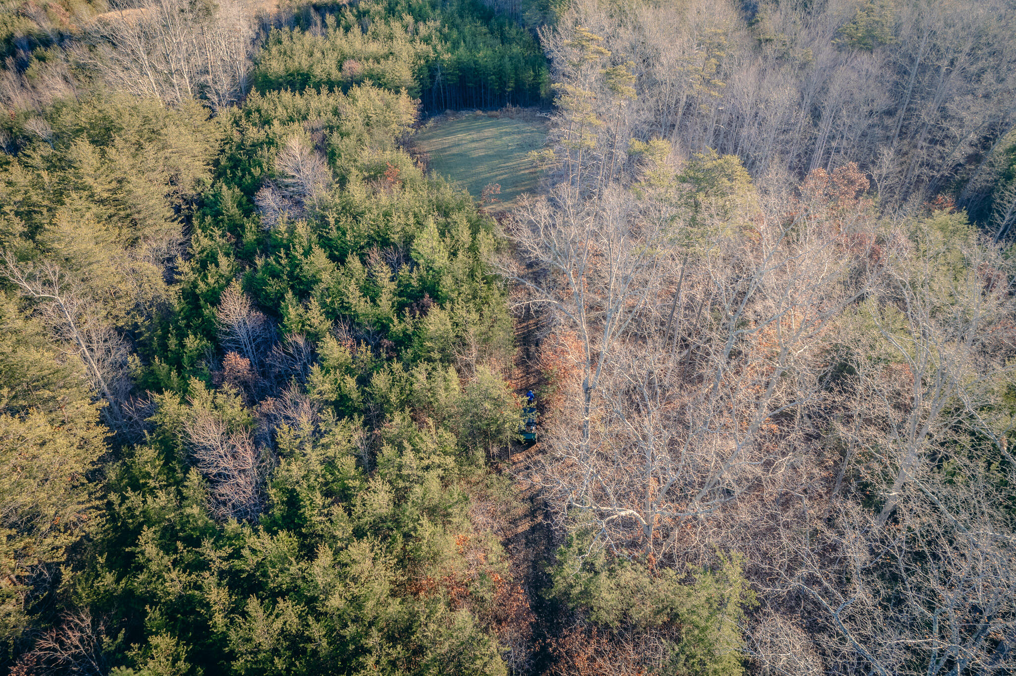 1485 Pine Ridge Road Huddleston, VA 24104 - Photo 30 of 52 a view of a forest with a tree