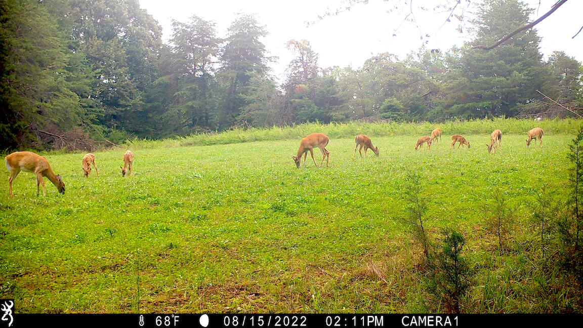 1485 Pine Ridge Road Huddleston, VA 24104 - Photo 32 of 52 a view of swimming pool with a yard