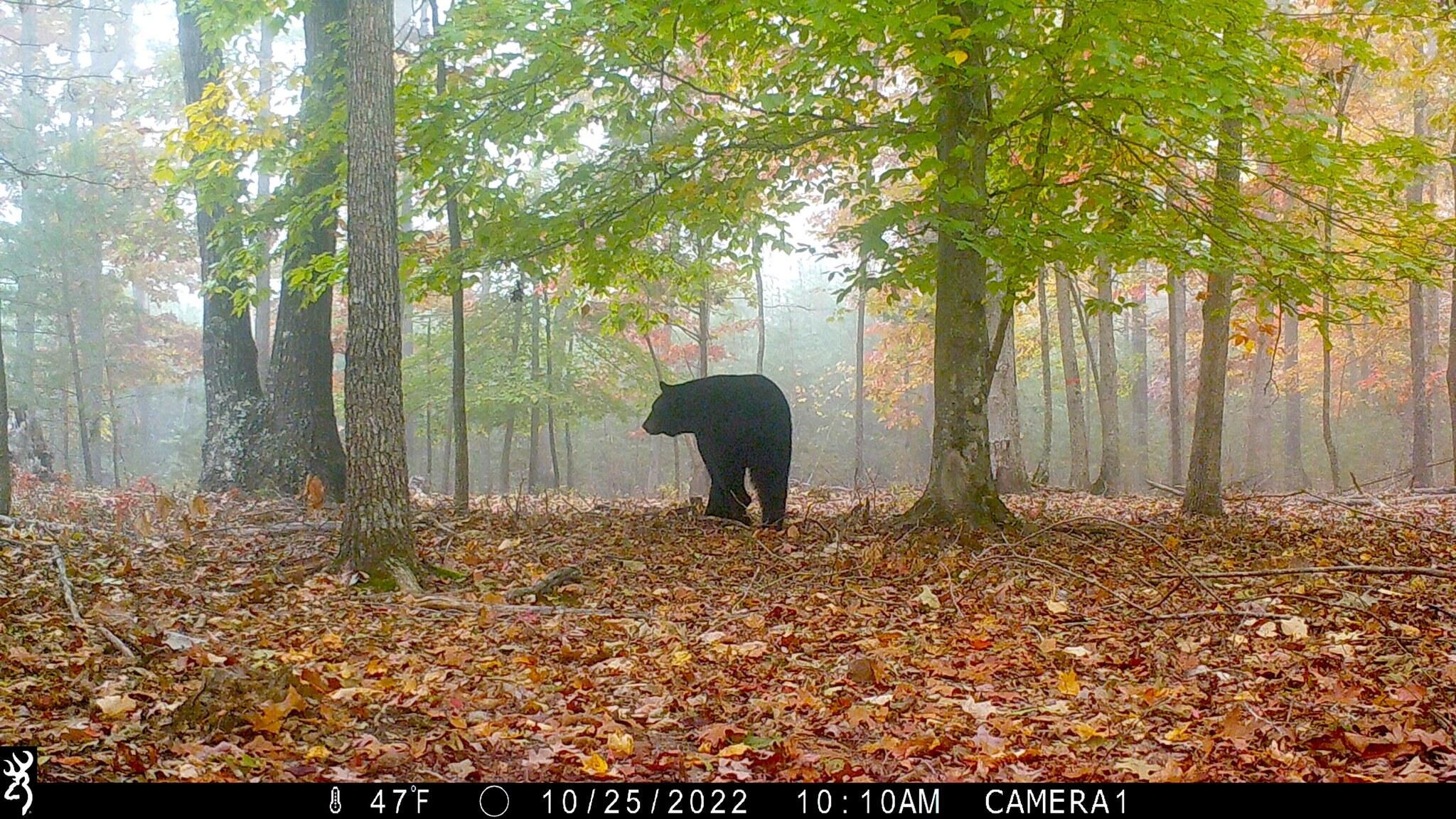 1485 Pine Ridge Road Huddleston, VA 24104 - Photo 33 of 52 a front view of a house with a yard