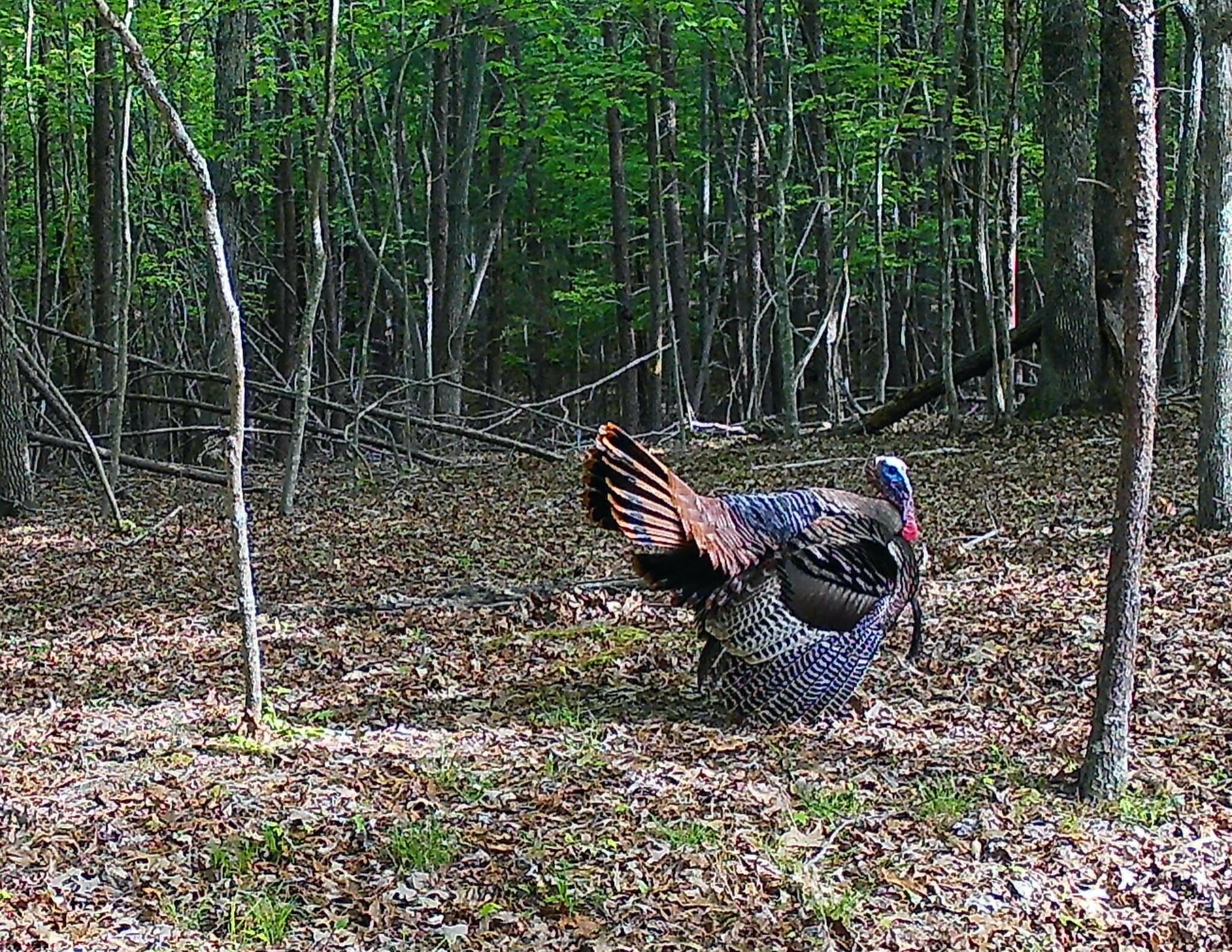 1485 Pine Ridge Road Huddleston, VA 24104 - Photo 35 of 52 a view of a wooden deck with a yard