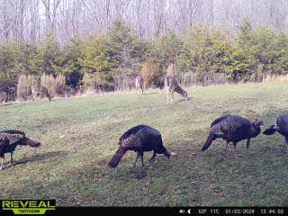 1485 Pine Ridge Road Huddleston, VA 24104 - Photo 36 of 52 a view of yard with green space and seating area
