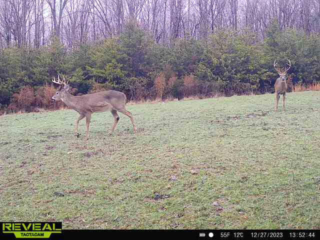 1485 Pine Ridge Road Huddleston, VA 24104 - Photo 38 of 52 a view of a yard with large trees