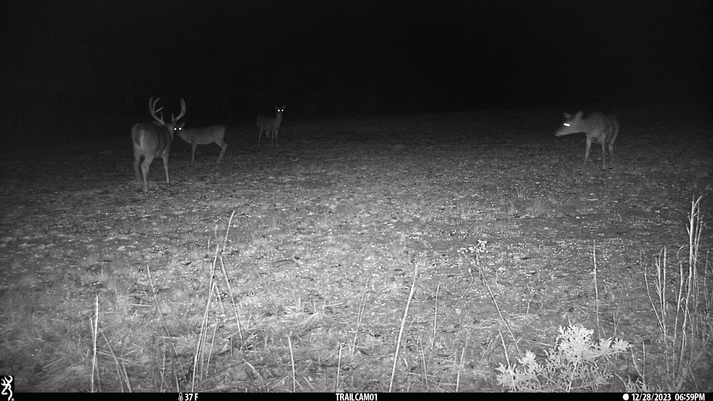 1485 Pine Ridge Road Huddleston, VA 24104 - Photo 40 of 52 a view of a yard