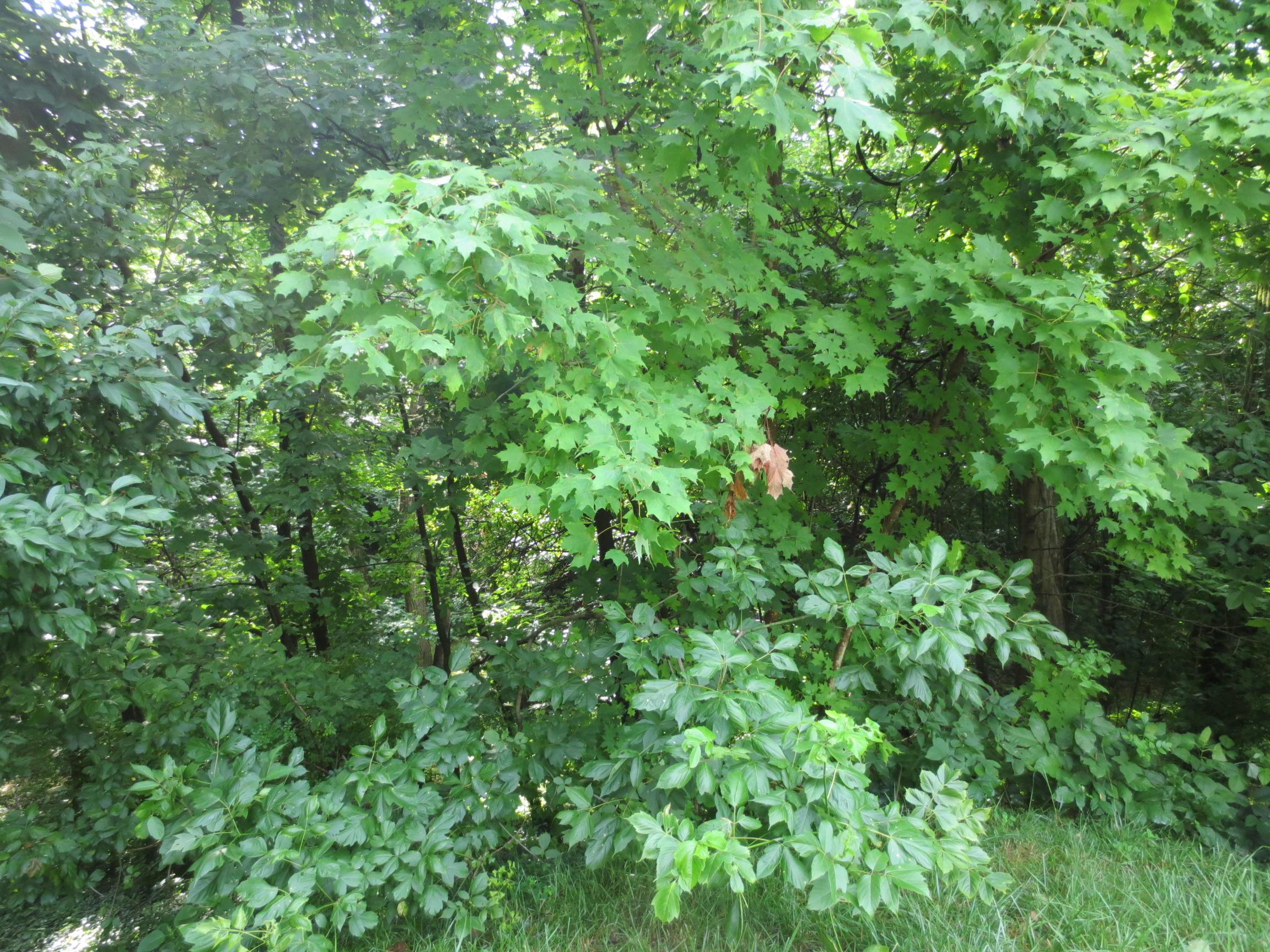 0 South Waggoner Road Reynoldsburg, OH 43068 - Photo 5 of 12