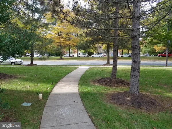 a park with large trees