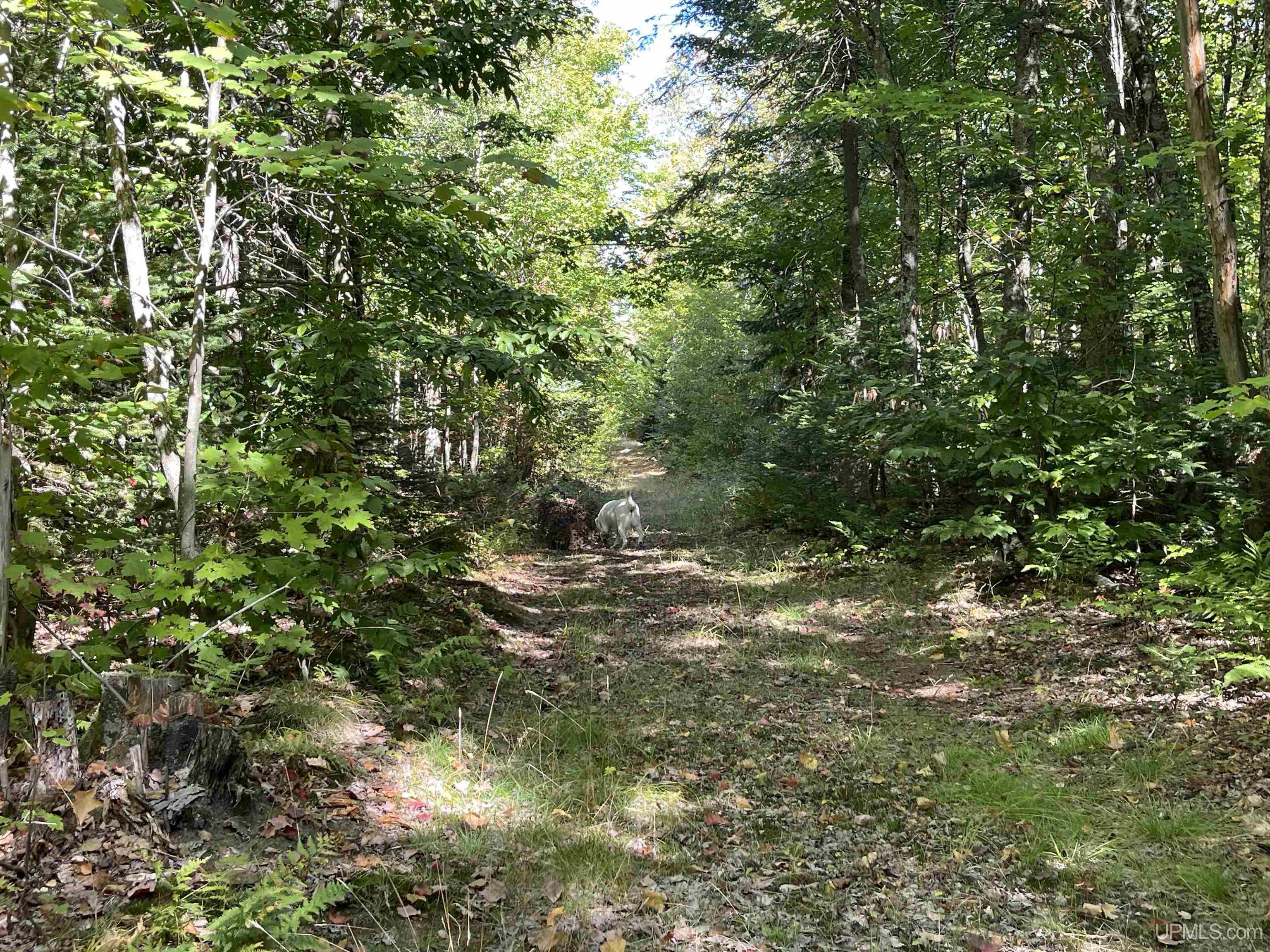 160 Acres Off H-58 Road Seney, MI 49883 - Photo 9 of 26