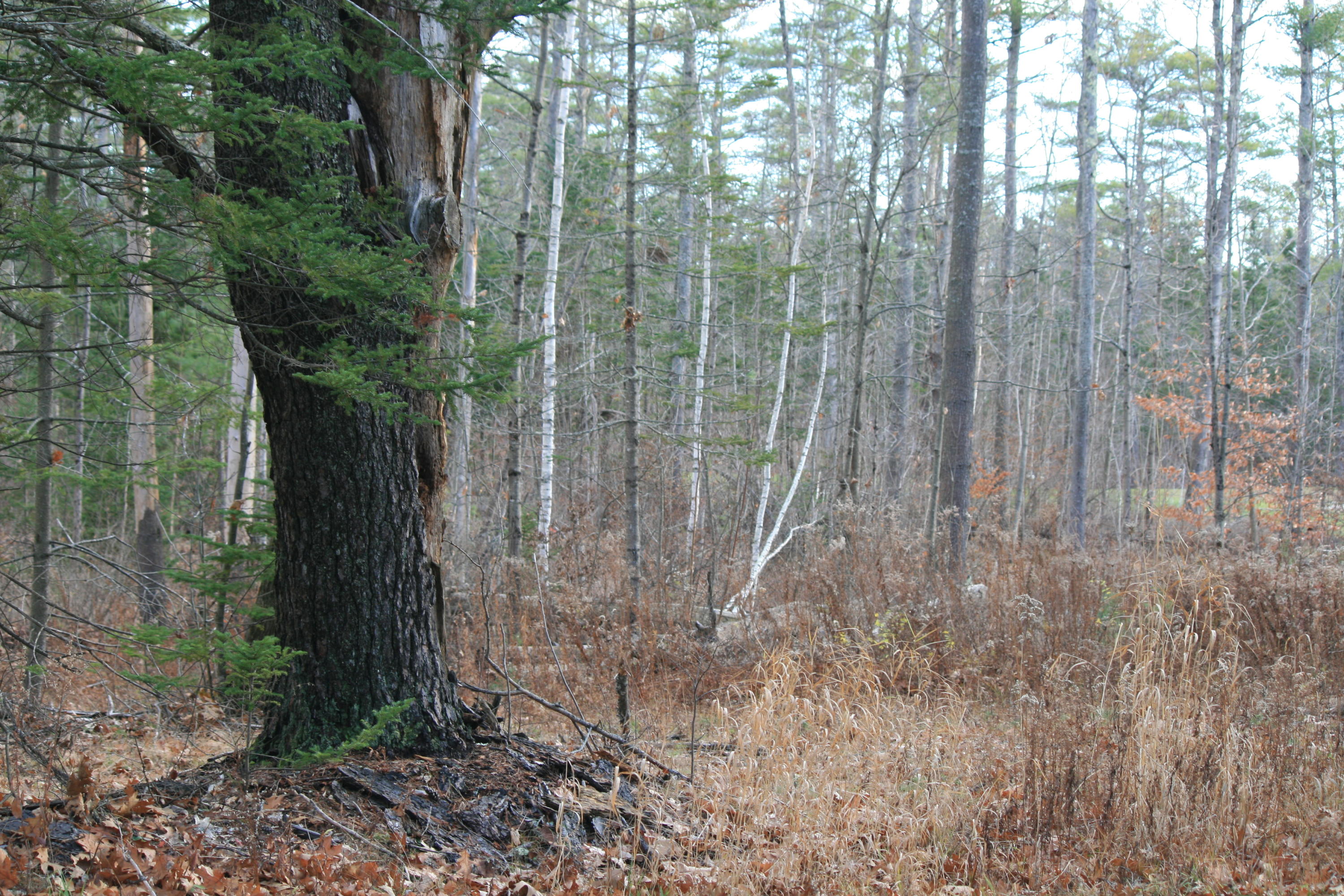 0 Webster Road Lisbon, ME 04250 - Photo 1 of 8 IMG_1276