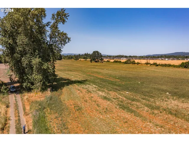 a view of a forest with a street
